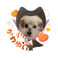 kojiwanko_20251018144907