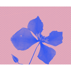 不同角度的「花」