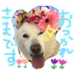 北海道犬の凜ちゃん♡ 3