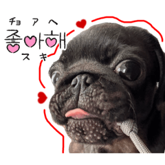 ringo_20251019013741