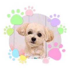 chiko_20251019004848