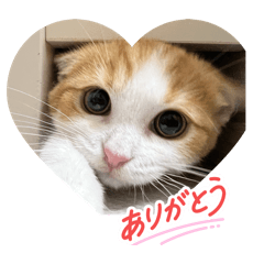 mikan_20251019090647