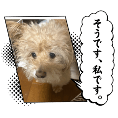 aruqu_20251018225624