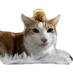 胖胖的弟弟餘珩