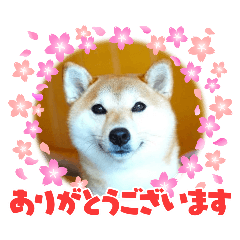 Hanabi_20251018233322