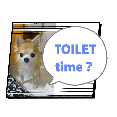 Utino_chihuahua_No.4