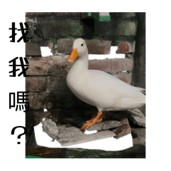 球球貼圖（厭世版）