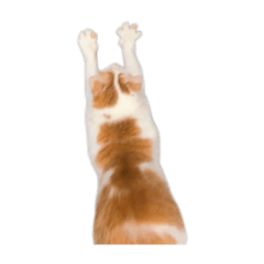 MMMMeowMeowmMmmMMMMMeowMeow