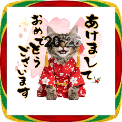 ノルウェージャン子猫！お正月スタンプ