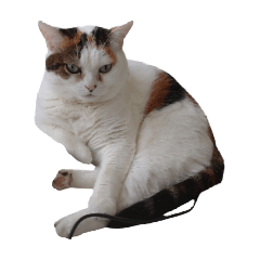 ryozie_20251019135540