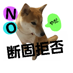 shibainu10