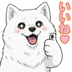 [Daily Life] Fluffy white dog