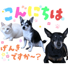 ayame_20251019184639