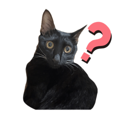 我的小可愛豆子