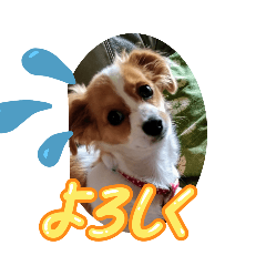 sakura_20251020090133