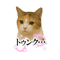 写真風かわいい三毛猫スタンプ