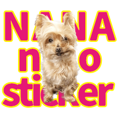 Yorkie no NANA