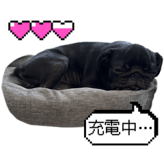 ringo_20251019220823