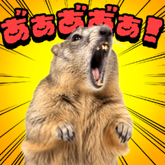 *Scream! Marmot