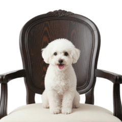 real toy poodle stickers