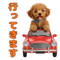 Cute Toy Poodle puppy