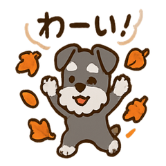 Autumn Miniature Schnauzer