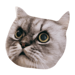 Hello ! fat cat