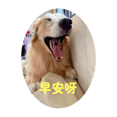 金毛小柚（實用版）