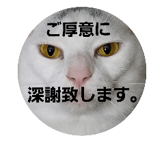 福猫スタンプ(実写)⑧※敬語