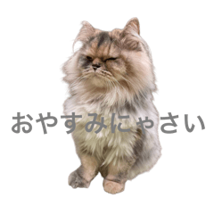 shiho_20251020025844