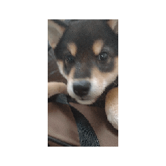 子犬　柴犬　黒柴　毎日可愛い　癒し