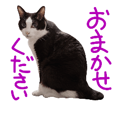 猫の形ていねい語スタンプ時々関西弁 実写 Line スタンプ Line Store 猫の形ていねい語スタンプ時々関西弁 実写 Line スタンプ Line Store