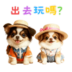 可愛吉娃娃Pepper & Pecan的日常