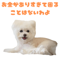 Ramu the Fluffy White Dog