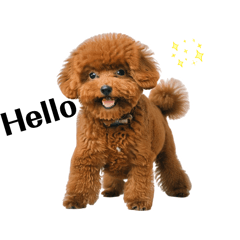 Hello 我是歐巴 歐巴是我