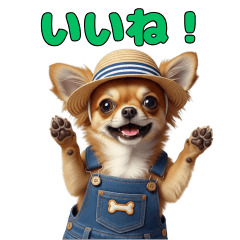A serious and lovely Chihuahua sticker