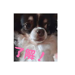 maple_20251019141836