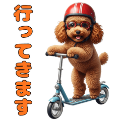 A well-behaved toy poodle,