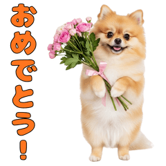 A serious and honest Pomeranian