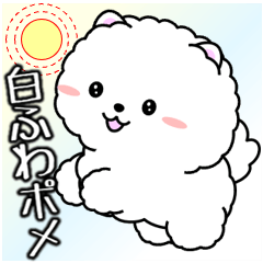 飛び出す!白ふわポメの気づかい