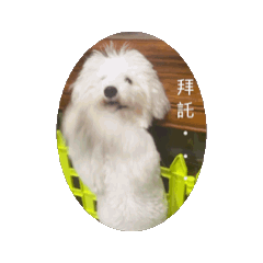 比熊叫小白