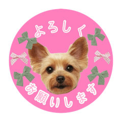 ヨーキーりこちゃんの愛されスタンプ