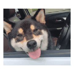 笑顔　柴犬　黒柴フェル　毎日