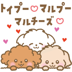 トイプー❤️マルプー❤️マルチーズ