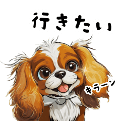 Everyday Usable Cute Adult Cavalier
