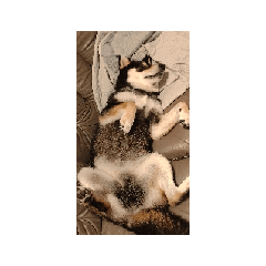 ヘソ天　柴犬　可愛い　フェル　良い日