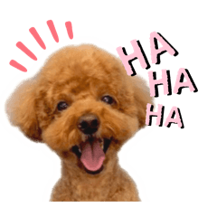 トイプードルのぷぅちゃんスタンプ