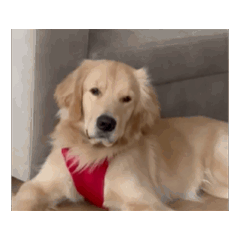 golden dog so wiggly