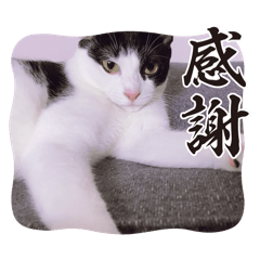 SeiKami