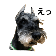 kobe-ben_schnauzer